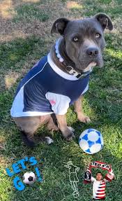 Parisian Pet 'Team USA' Dog & Cat Shirt – Embroidered USA Jersey