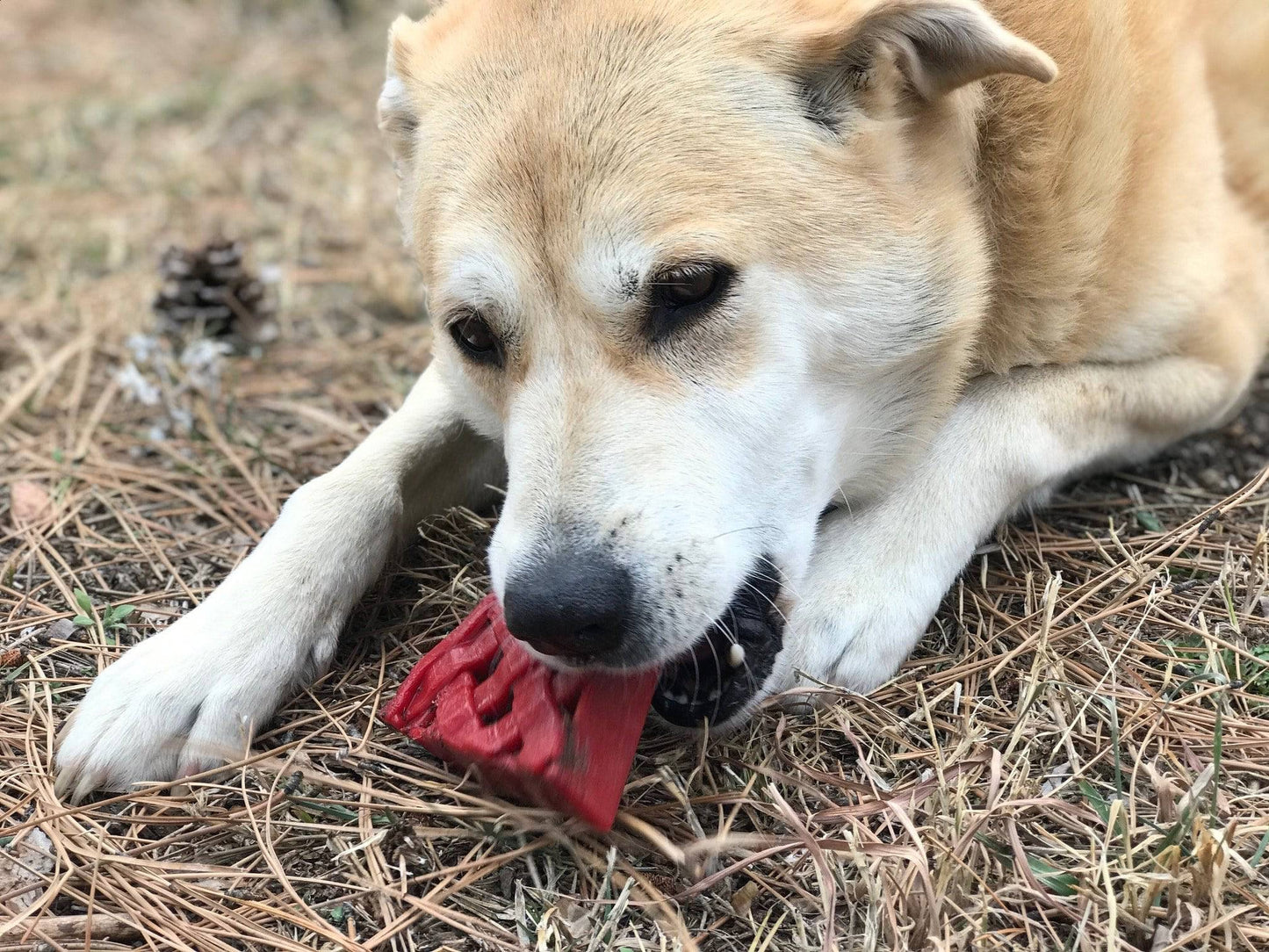 Cherry Pie Nylon Dog Chew Toy for Aggressive Chewers | USA Made | SodaPup